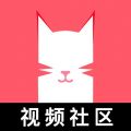 猫咪视频2022最新版